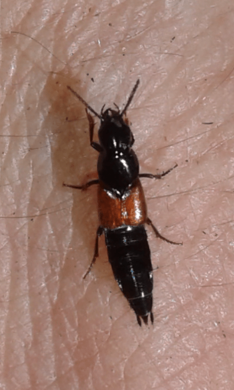 Staphylinidae: cfr. Quedius sp.